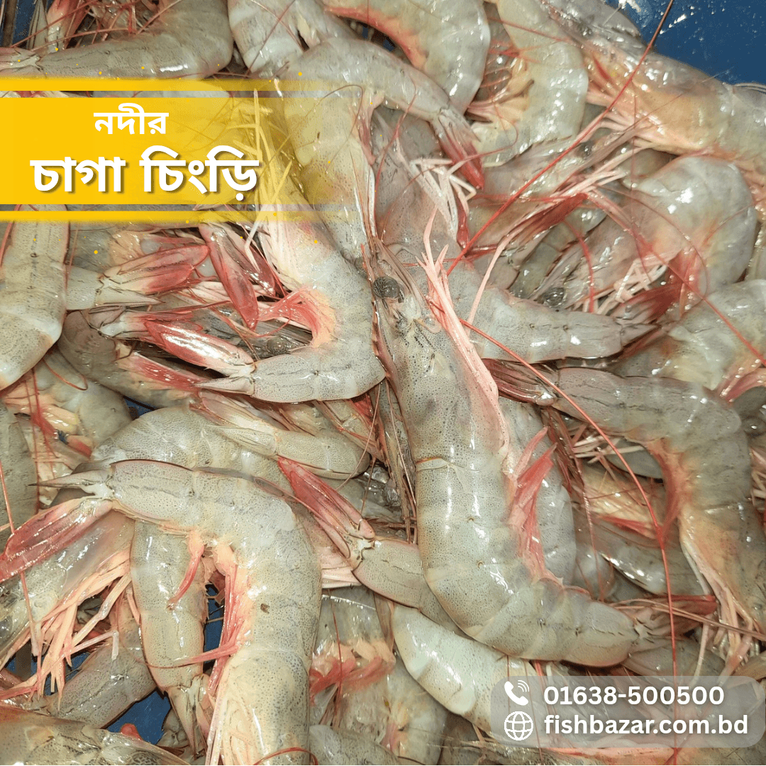 Chaga Shrimp (whole) - চাগা চিংড়ি (মিডিয়াম ৫০০গ্রাম)