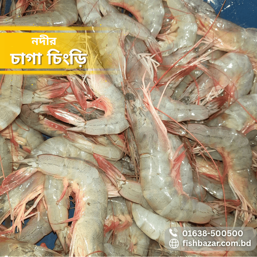Chaga Shrimp (whole) - চাগা চিংড়ি (মিডিয়াম ৫০০গ্রাম)
