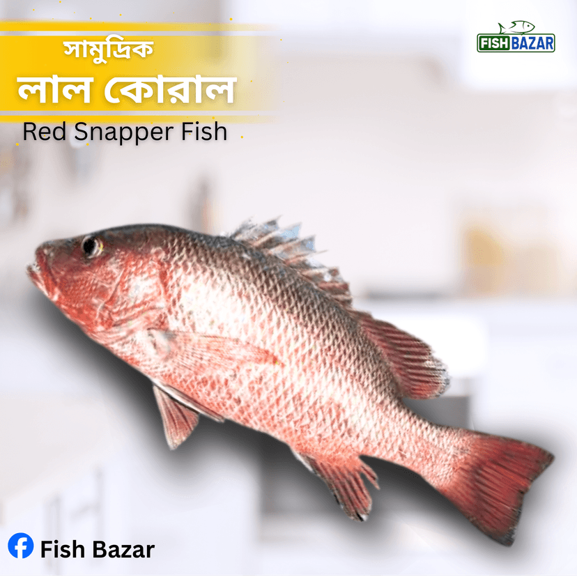 Red Snappper (whole) (২-৪কেজি সাইজ, ১কেজি) লাল কোরাল